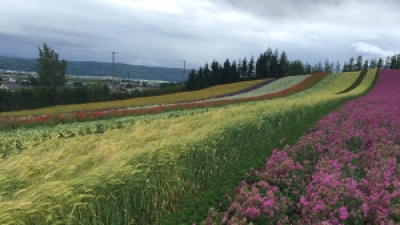 SẮC MÀU MÙA HÈ HOKKAIDO