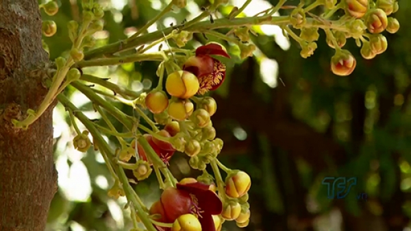 Bên trong một loài hoa