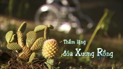 Thầm Lặng Đóa Xương Rồng